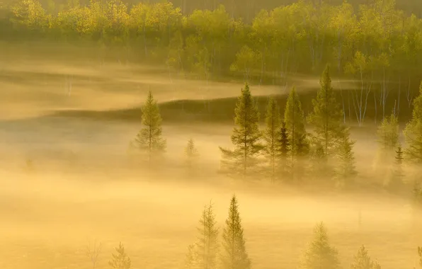Лес, деревья, туман, Канада, Онтарио, Садбери