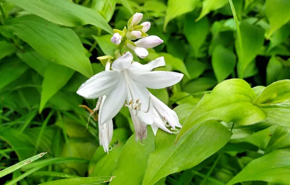 Fred Fletcher Park, Jim Perry, Fragrant Plantian Lily