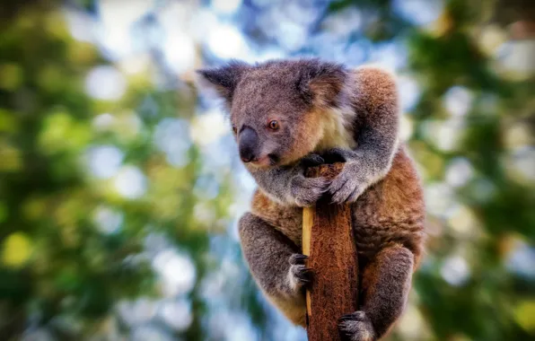 Картинка взгляд, размытие, коала