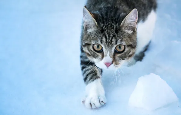 Кошка, кот, взгляд, снег, мордочка, лапка, котейка