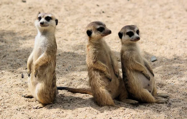 Картинка desert, africa, animal, wildlife, meercats