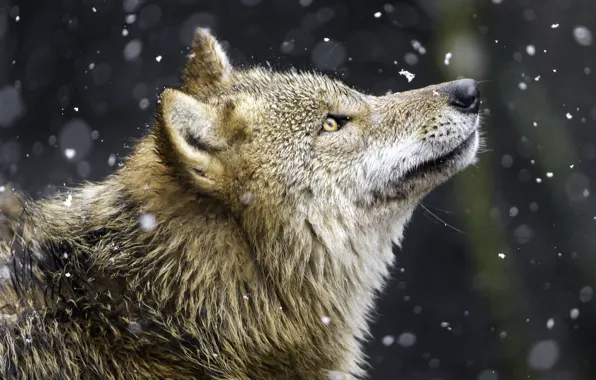 Картинка снег, волк, хищник, профиль