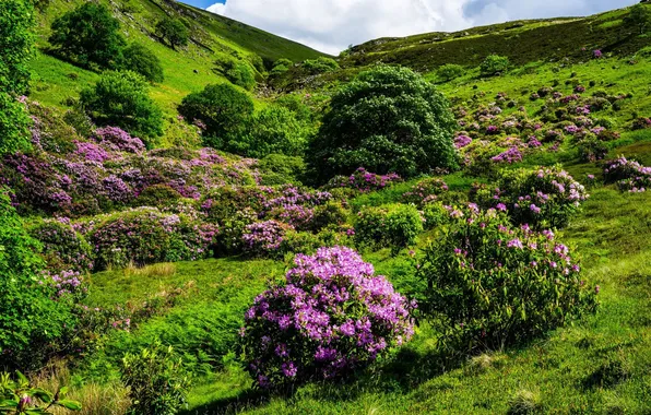Цветы, природа, холм, цветение, кустарники