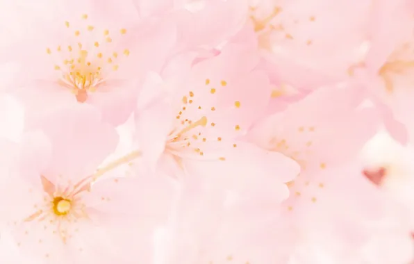 Картинка природа, розовый, весна, цветение, spring