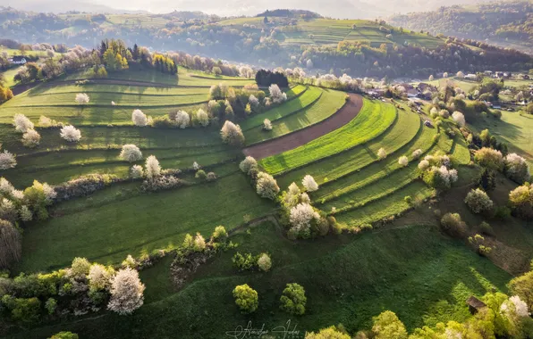 Field, plantation, crops