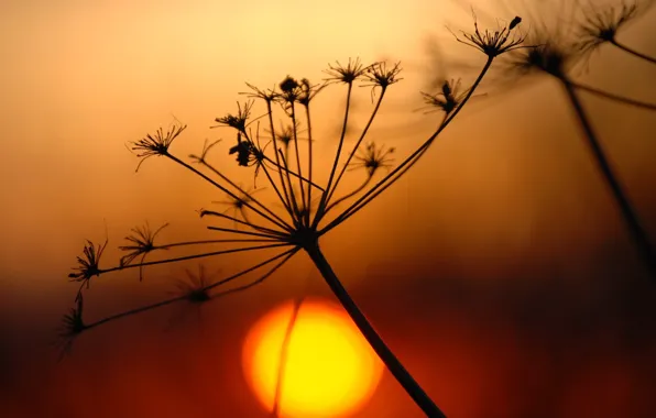 Картинка солнце, растение, ветка