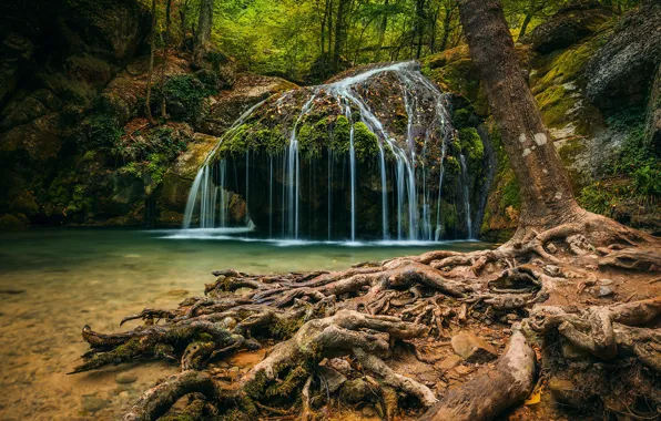 Картинка лес, деревья, природа, корни, водопад, ущелье, Крым, Хапхальский заказник
