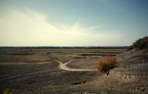 Поле, осень, пейзаж, природа, растения, день