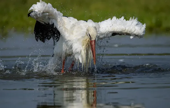 Вода, птица, аист