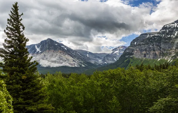 Лес, деревья, горы, США, Glacier