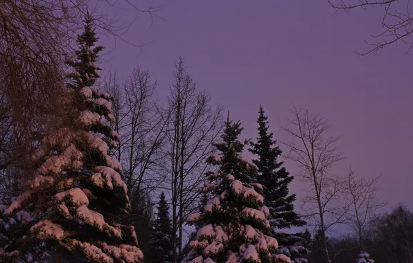 Зима, небо, снег, деревья, природа, утро, сумерки, Stan