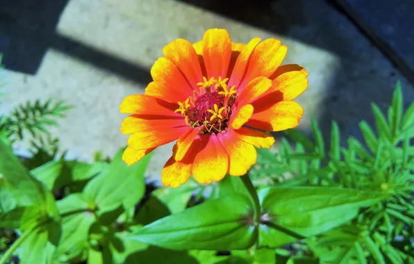 Картинка цветок, лепестки, желто-оранжевый цветок
