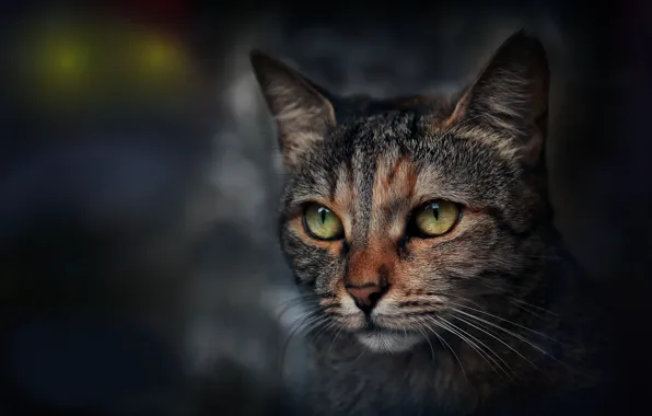 Картинка кошка, кот, взгляд, портрет, мордочка