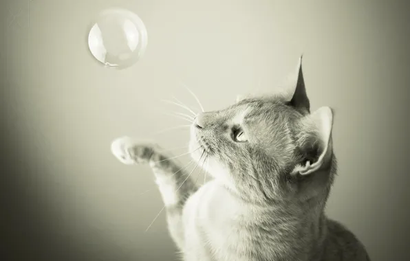 Картинка кот, cat, мыльный пузырь, soap bubble, Samantha Tran