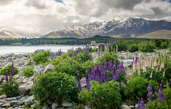 Цветы, горы, New Zealand