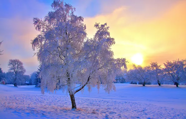 Картинка зима, солнце, природа, иний, дерево