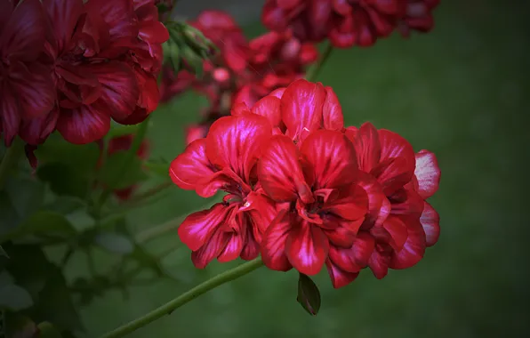 Картинка красные, red, цветочки, цветение, Flowers, боке, bokeh, flowering