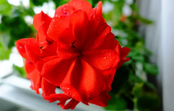 Цветок, капли, макро, роса, красная, герань, красные лепестки, geranium