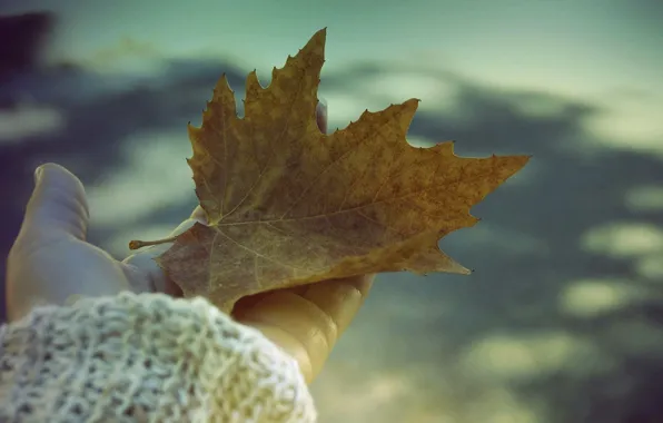 Лист, ладонь, hello autumn, привет осень