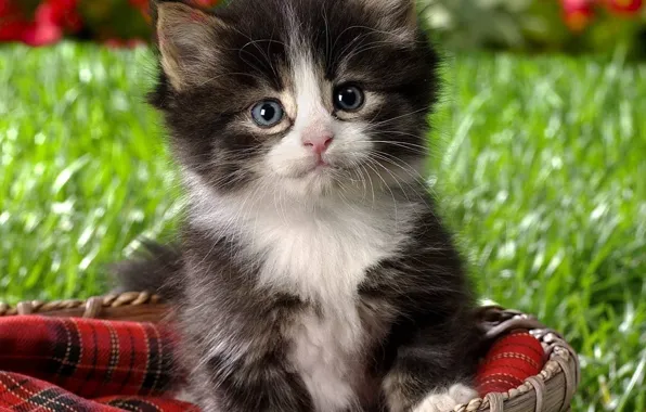 Кот, котенок, пушистый, маленький