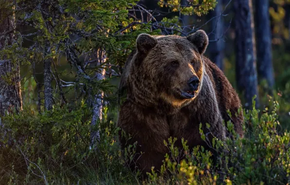 Лес, природа, медведь