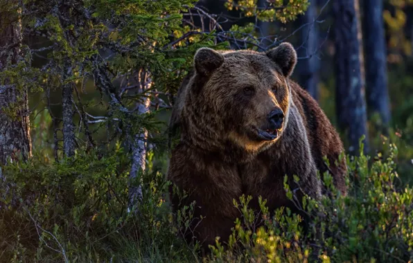 Картинка лес, природа, медведь