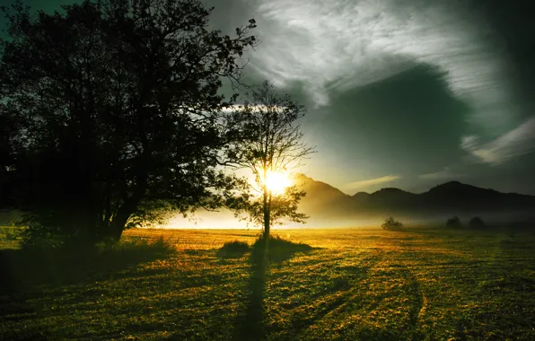 Картинка солнце, деревья, туман, холмы, фокус, утро, солнечные лучи