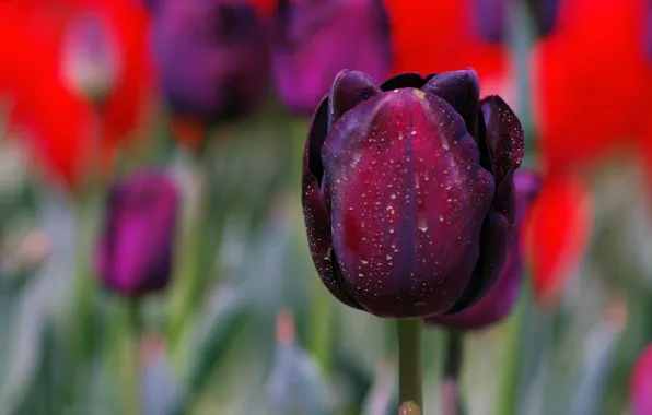 Макро, лепестки, тюльпаны