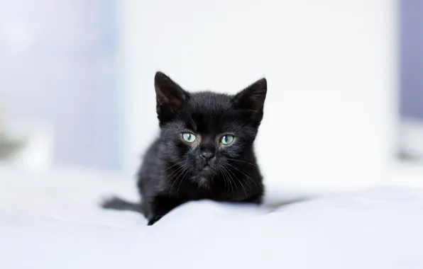 Взгляд, малыш, котёнок, чёрный котёнок