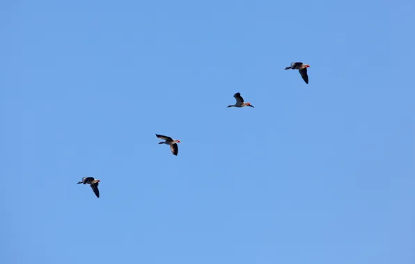 Sky, blue, flight, ducks