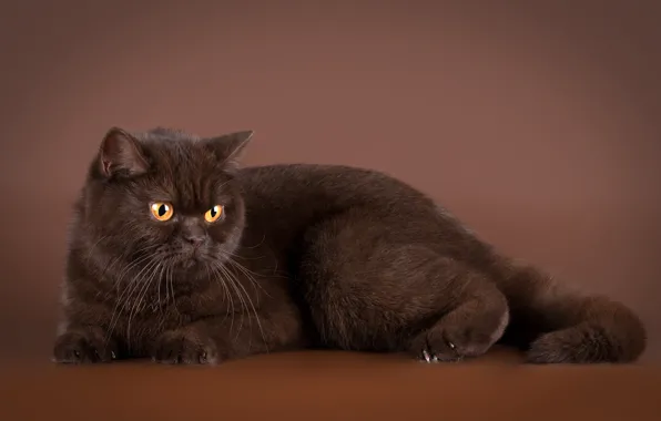 Кошка, кот, фон, лежит, коричневый, британский, шоколадный