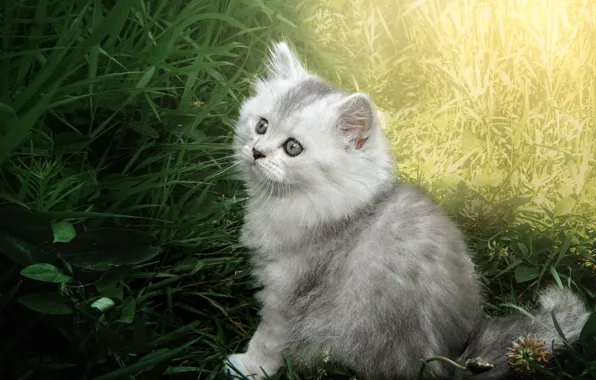 Картинка кошка, трава, взгляд, свет, серый, поляна, светлый, малыш