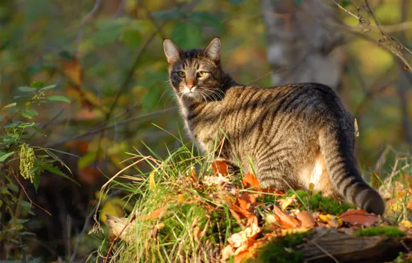 Картинка кошка, трава, кот, листья, природа, прогулка