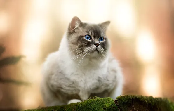 Кошка, кот, взгляд, свет, природа, мох, пень, мордашка