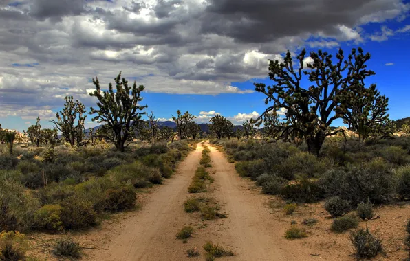 Картинка дорога, пустыня, США, Mojave, Joshua Trees