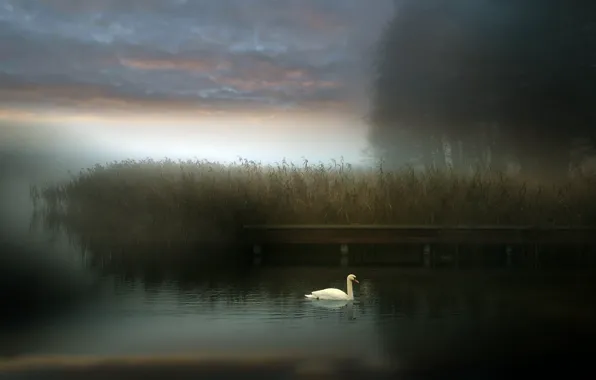 Картинка туман, озеро, лебедь