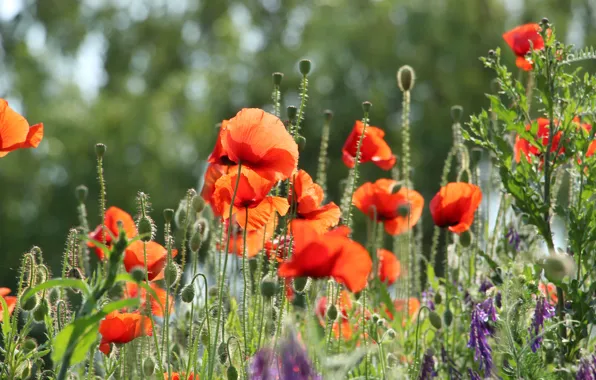 Red, flower, field, poppy, meadow, blooming