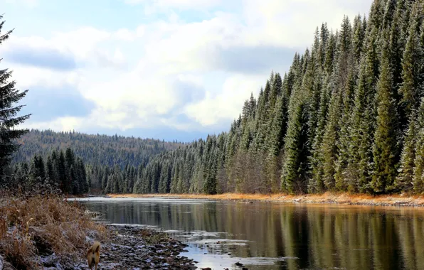 Картинка лес, снег, река, Россия, Пермский край, Койва