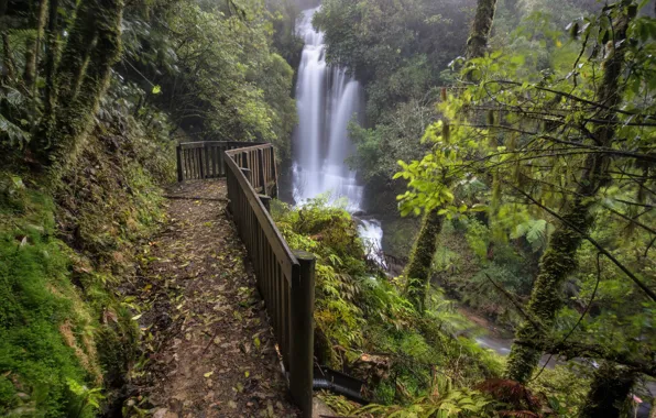 Картинка лес, деревья, водопад, Новая Зеландия, каскад, New Zealand, Waitanguru Falls, Piopio