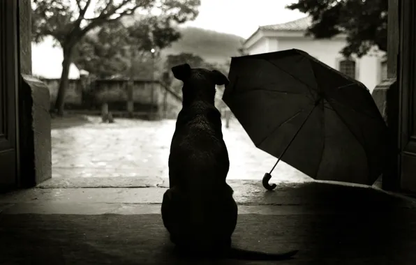 Картинка стиль, зонтик, 152, двор, пес