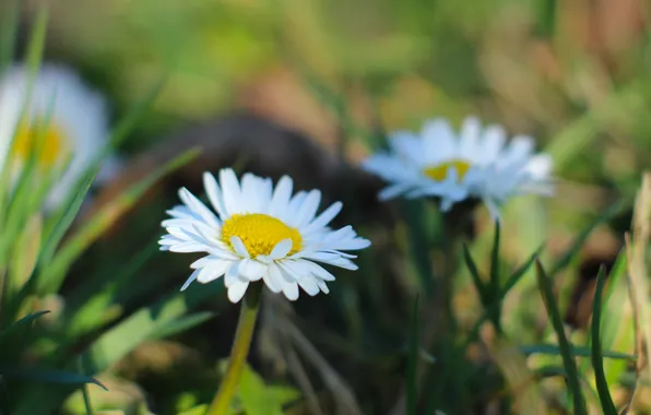White, flower, daisy
