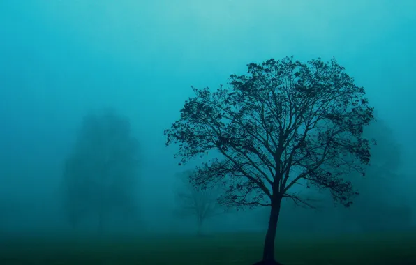 Картинка туман, дерево