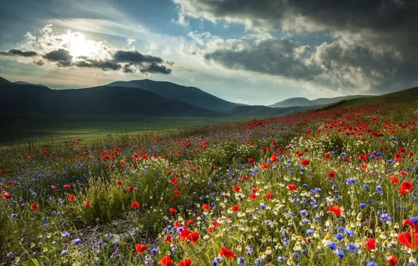 Картинка поле, цветы, горы, природа