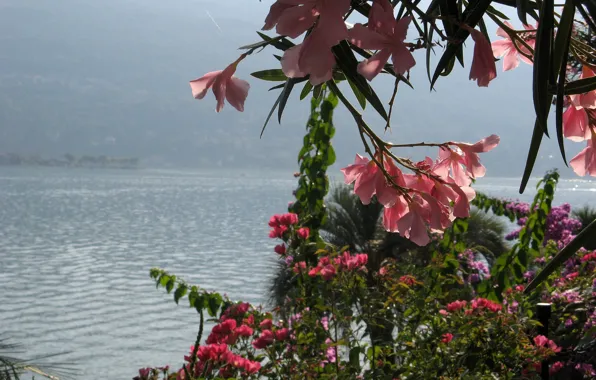 Цветы, Озеро, Италия, Растения, Italy, Flowers, Lake, Plants