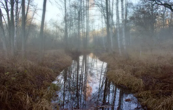 Картинка лес, туман, река, утро, берёзы