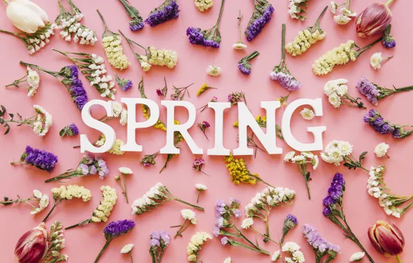 Цветы, фон, розовый, весна, pink, flowers, spring, purple