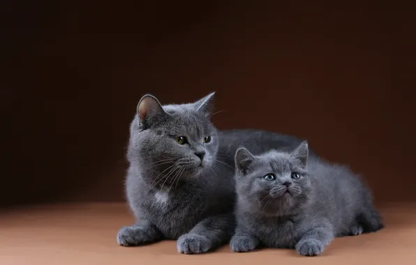 Кошка, кошки, котенок, фон, малыш, парочка, мама, британские