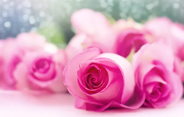 Картинка цветы, розы, бутоны