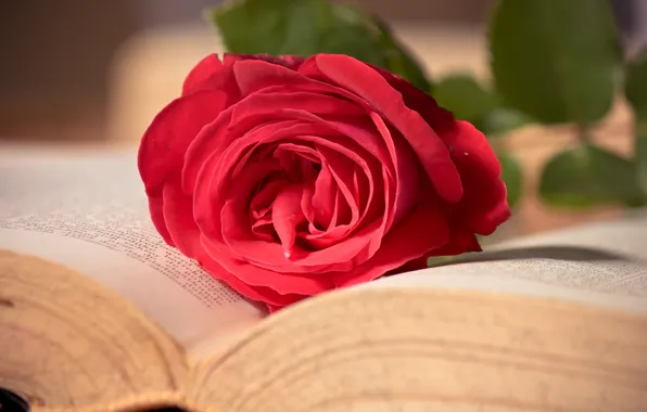 Картинка цветок, макро, розовая, роза, книга, красная