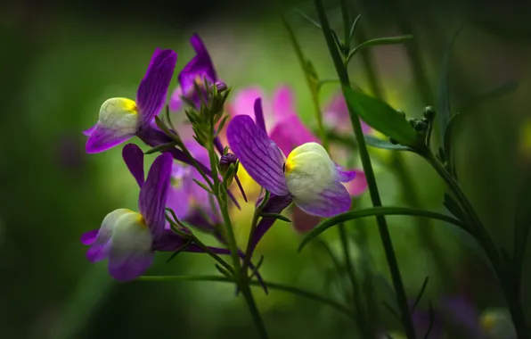Цветы, весна, фиолетовые